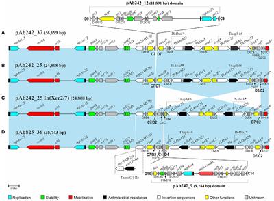 Dynamic state of plasmid genomic architectures resulting from XerC/D-mediated site-specific recombination in Acinetobacter baumannii Rep_3 superfamily resistance plasmids carrying blaOXA-58- and TnaphA6-resistance modules